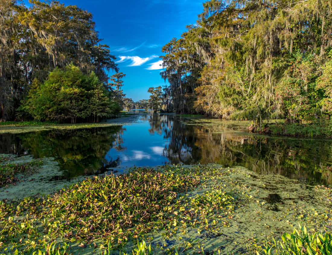 Noah Jigsaw Puzzle Lafayette, Louisiana, USA - Cajun Swamp & Lake Martin, near Breaux Bridge and Lafayette Louisiana 1000 Pieces