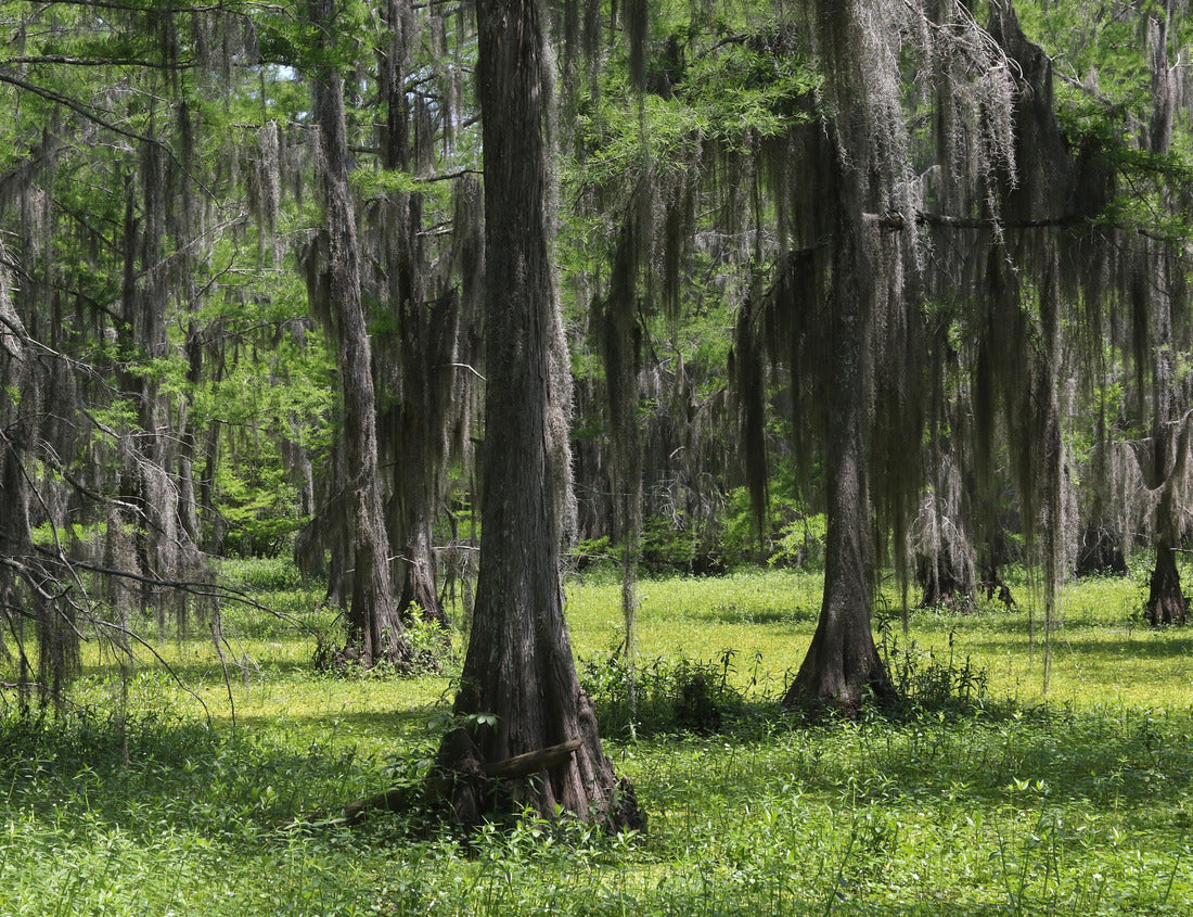 Noah Jigsaw Puzzle Live oak trees with lots of hanging moss, Black Bayou Lake National Wildlife Refuge, Louisiana 1000 Pieces