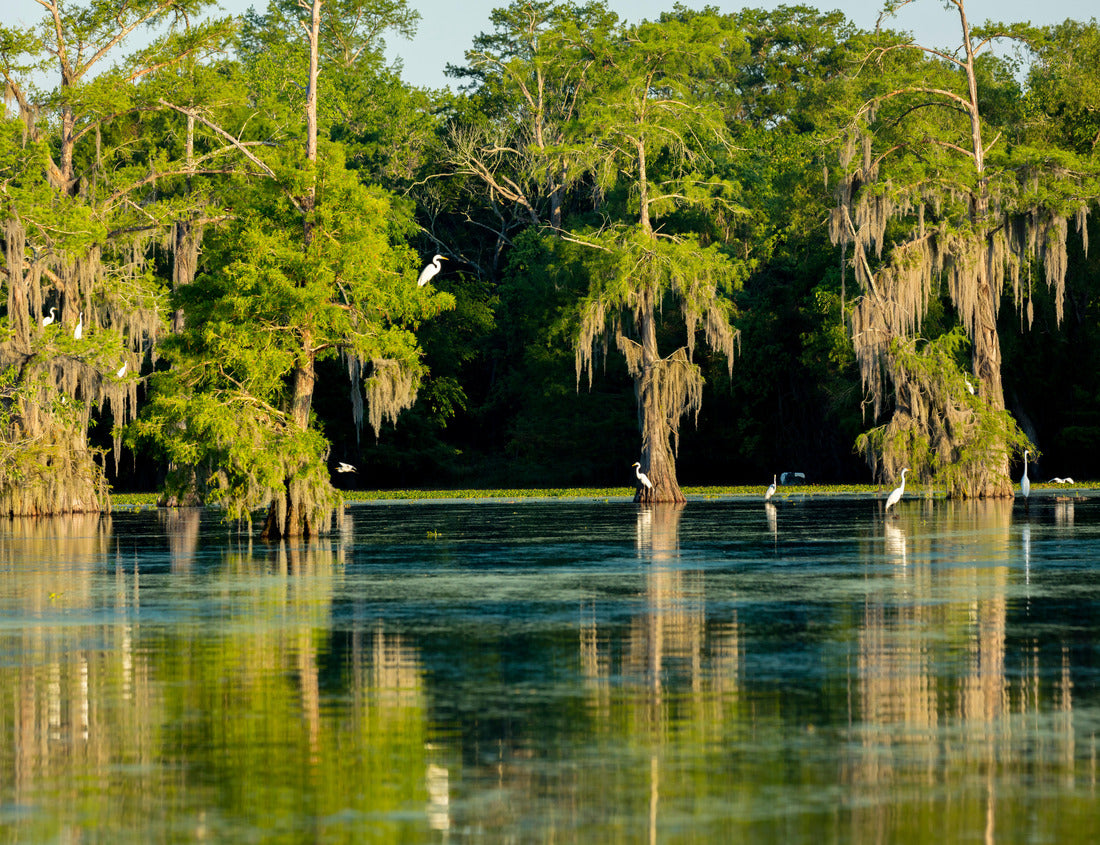 Noah Jigsaw Puzzle Lake Martin Swamp and white Egrets in spring near Breaux Bridge, Louisiana 1000 Pieces