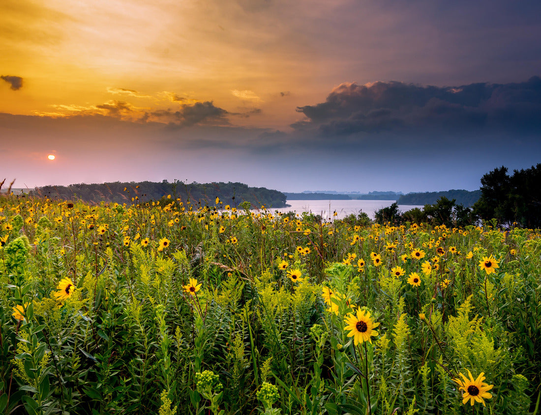 Noah Jigsaw Puzzle Wildflowers at sunset over the lake in Minnesota 1000 Pieces