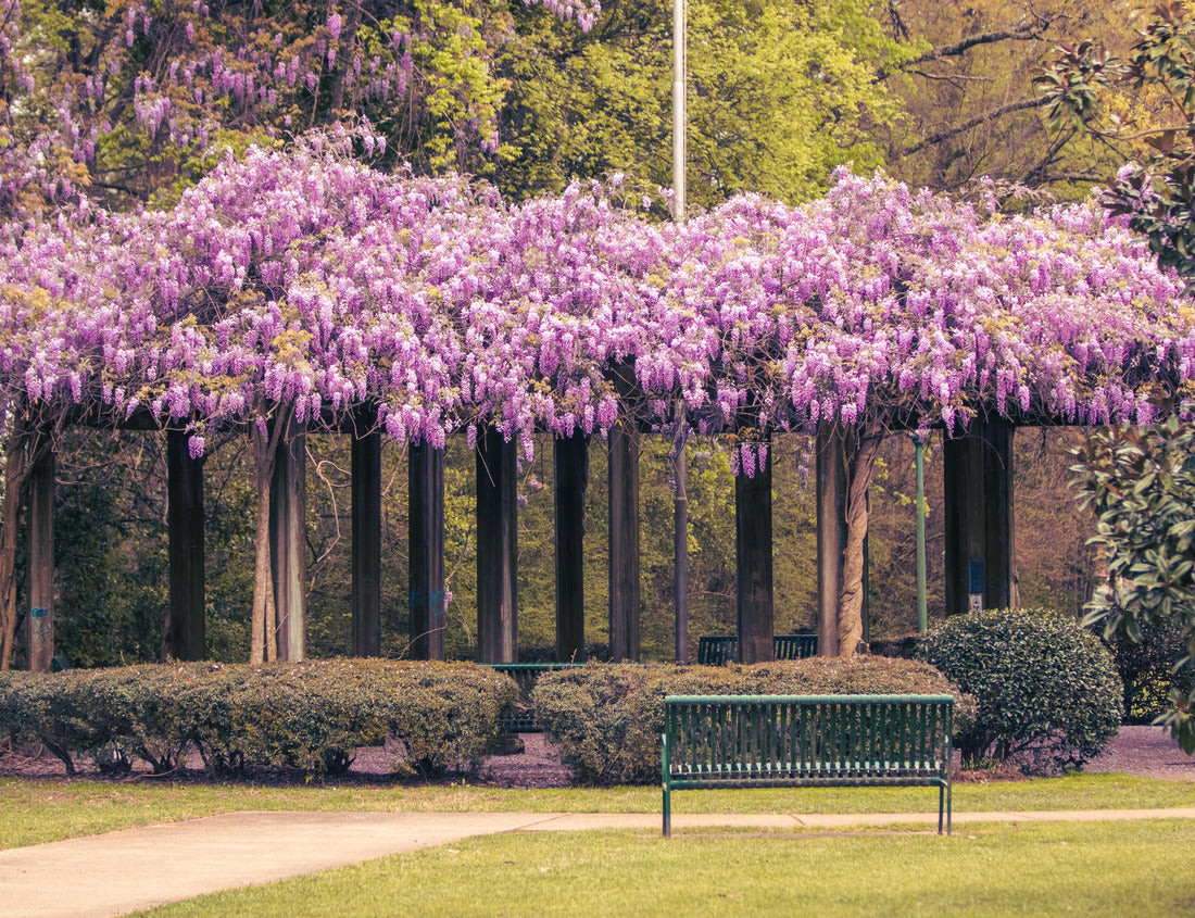 The Arbor of Memories in West Point, Mississippi 1000pc Puzzle