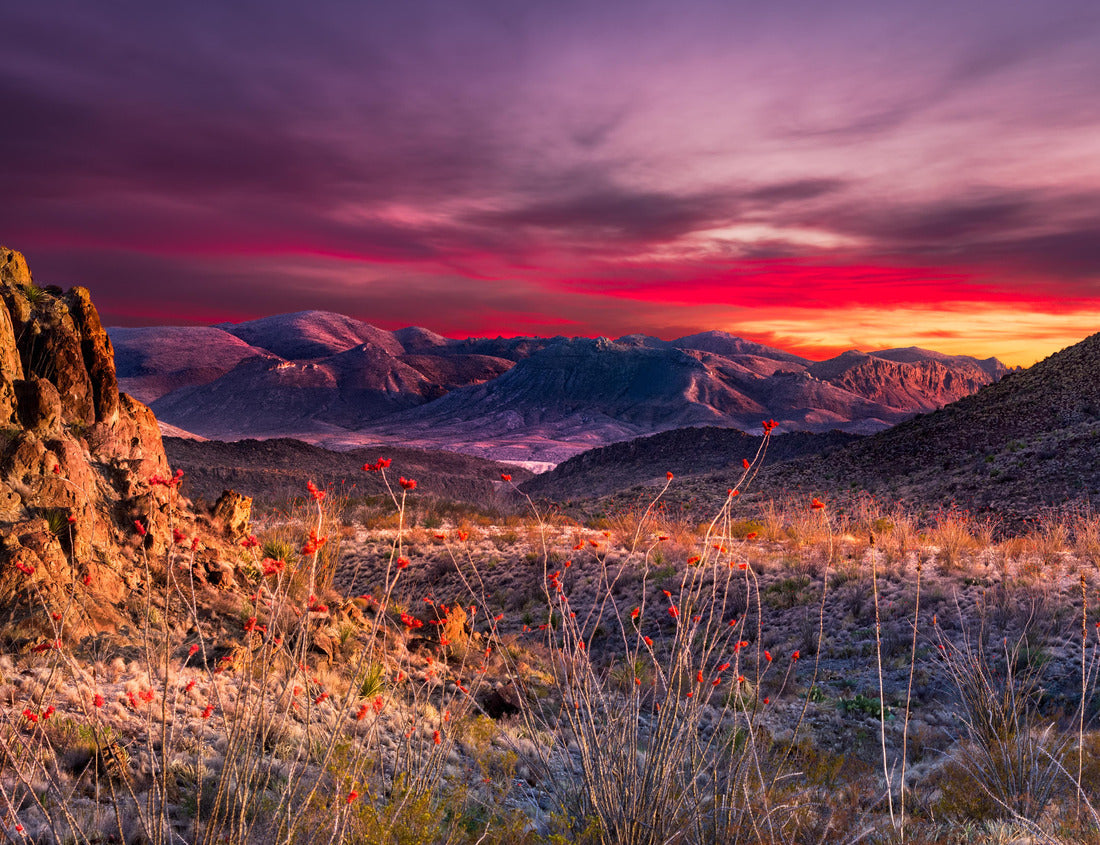 Noah Jigsaw Puzzle Breathtaking sunset in Big Bend National Park with bright orange ocotillo blossoms in the foreground 1000 Pieces