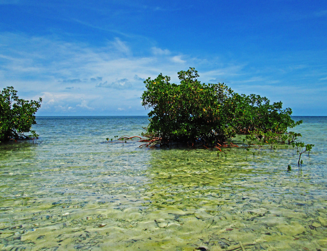 Noah Jigsaw Puzzle View of Biscayne Bay and Mangroves from Boca Chita Key, Biscayne National Park, Florida, USA 1000 Pieces