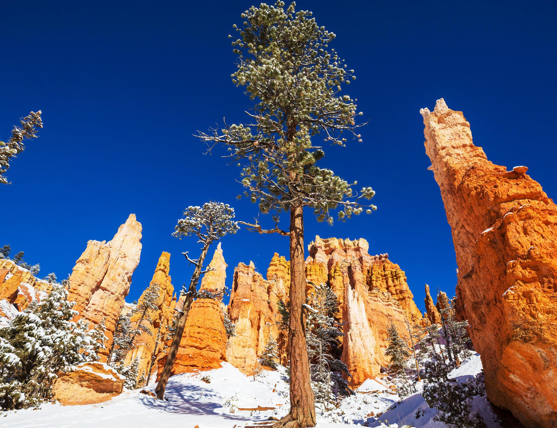 Noah Jigsaw Puzzle Picturesque colorful pink rocks of the Bryce Canyon National park in the winter season, Utah, USA 1000 Pieces