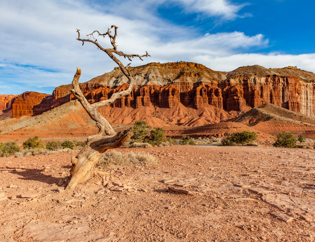 Noah Jigsaw Puzzle Old single tree in Capitol Reef National Park, Utah 1000 Pieces