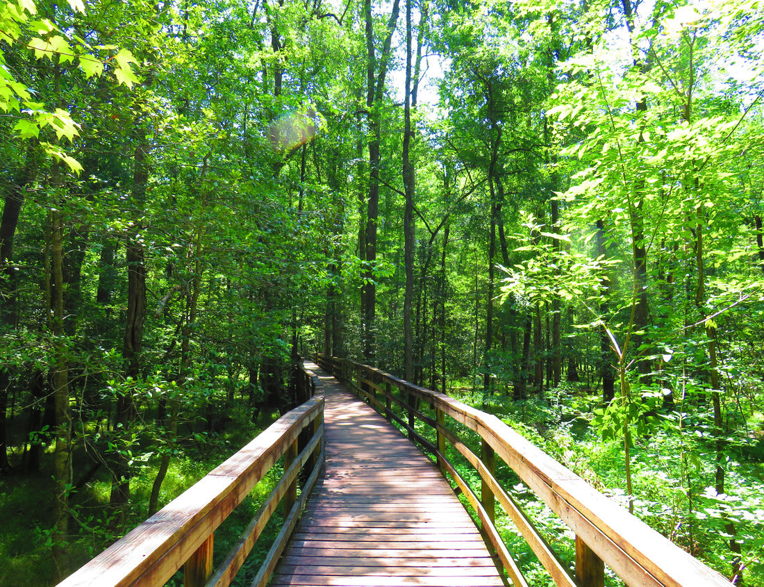 Noah Jigsaw Puzzle Boardwalk in Congaree National Park 1000 Pieces