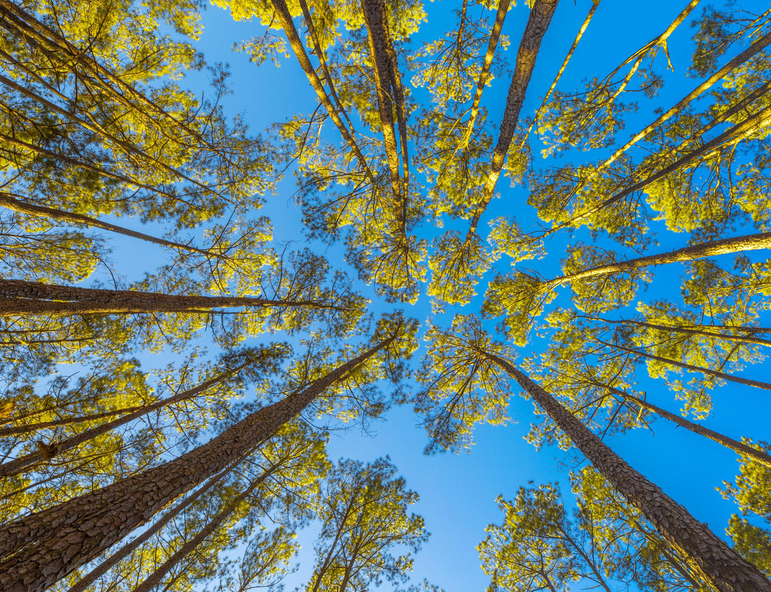 Noah Jigsaw Puzzle Congaree National Park of US 1000 Pieces