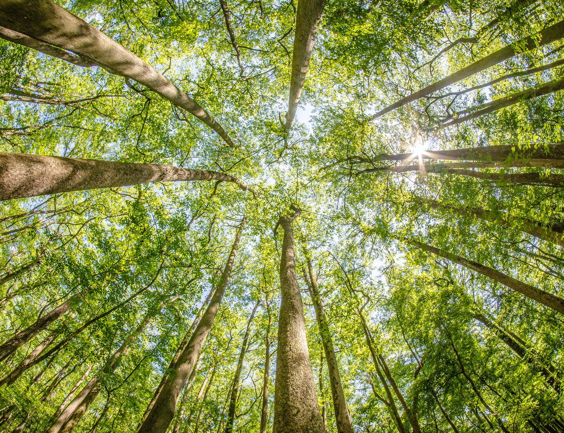 Noah Jigsaw Puzzle Cypress forest and swamp of Congaree National Park in South Carolina 1000 Pieces