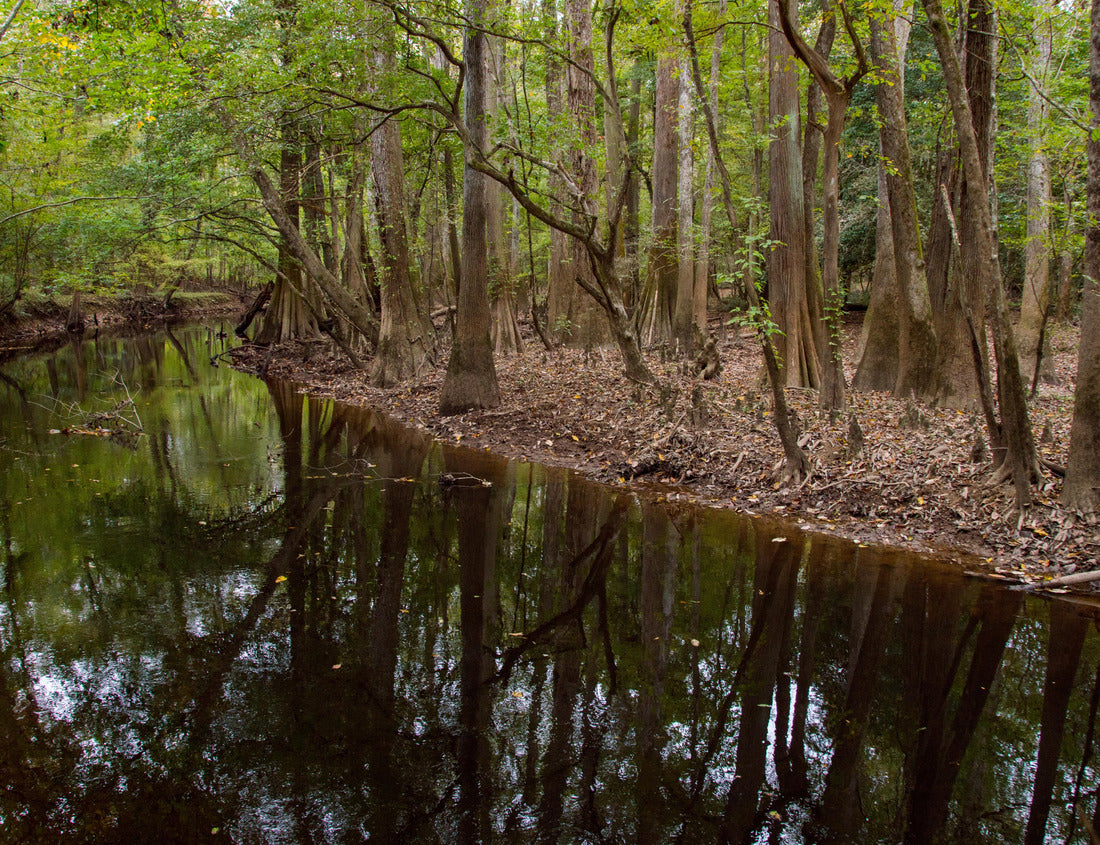 Noah Jigsaw Puzzle Cedar Creek in Congaree National Park 1000 Pieces