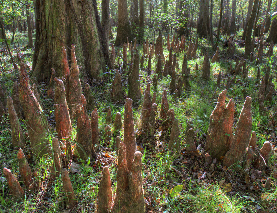 Noah Jigsaw Puzzle Bald Cypress Knees, Congaree National Park 1000 Pieces