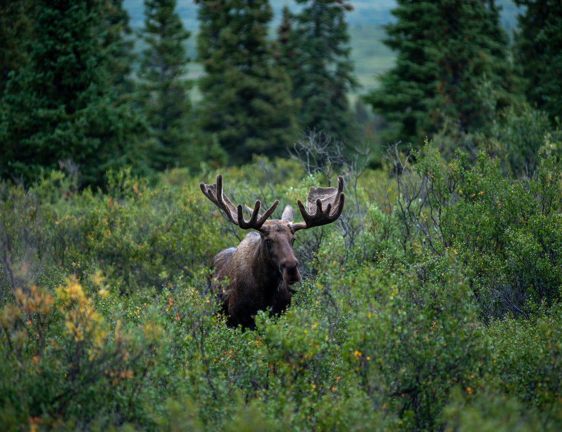 Noah Jigsaw Puzzle Alaskan Moose in Denali National Park 1000 Pieces