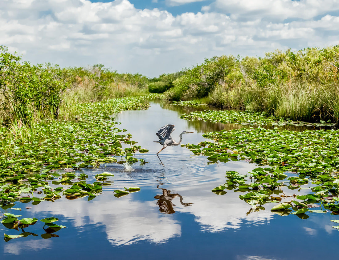 Noah Jigsaw Puzzle Bird flying over the swamp in Everglades national park in Florida 1000 Pieces