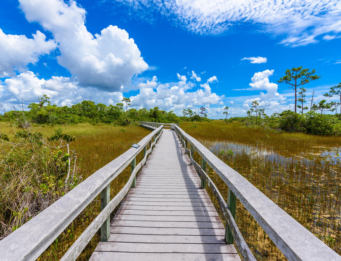 Noah Jigsaw Puzzle Mahogany Hammock Trail of the Everglades National Park. Boardwalks in the swamp. Florida, USA 1000 Pieces
