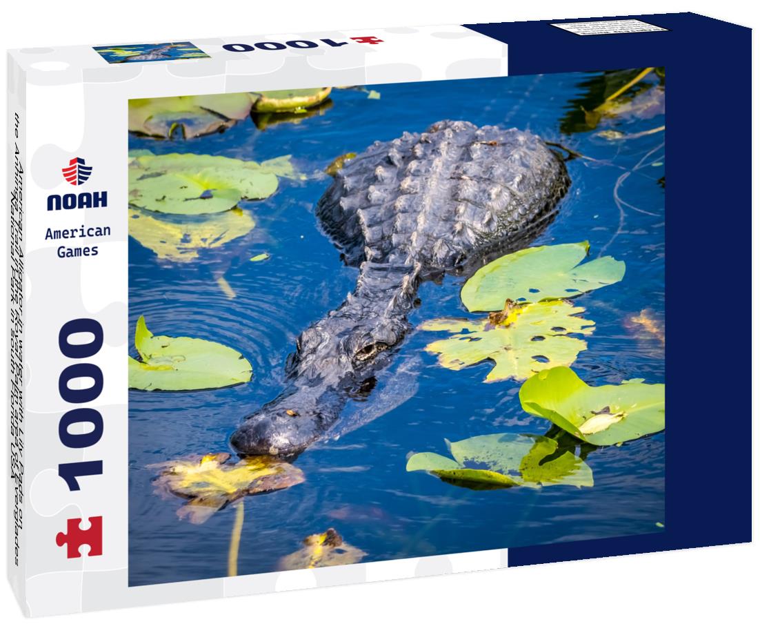 Noah Jigsaw Puzzle American Alligator in water with Lily Pads on the Anhinga Trail in the Royal Palm area of Everglades National Park in south Florida USA 1000 Pieces