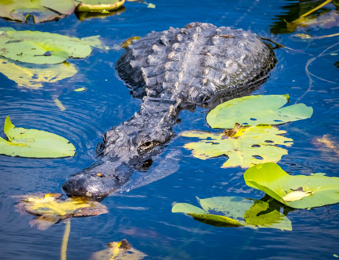 Noah Jigsaw Puzzle American Alligator in water with Lily Pads on the Anhinga Trail in the Royal Palm area of Everglades National Park in south Florida USA 1000 Pieces