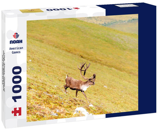 Noah Jigsaw Puzzle USA, Alaska, Gates of the Arctic National Park. bull caribou in it's summer habitat 1000 Pieces