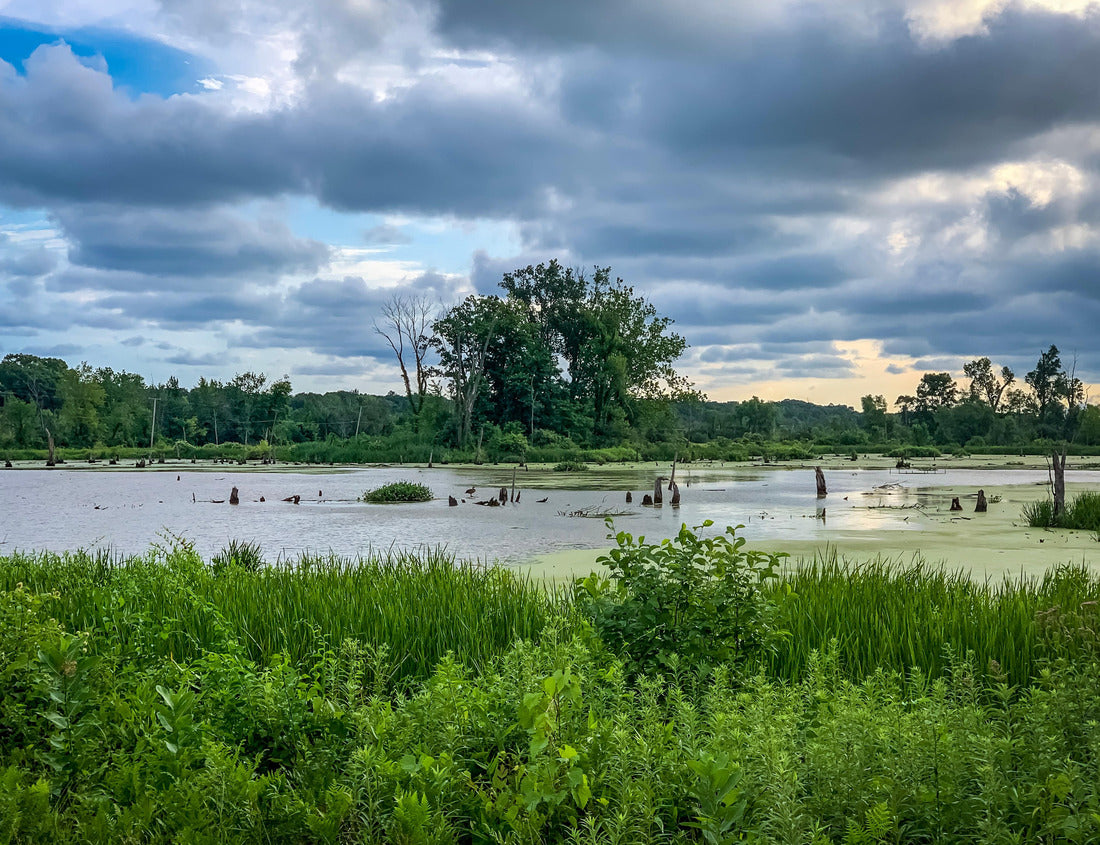 Noah Jigsaw Puzzle Marsh in Indiana Dunes National Park 1000 Pieces