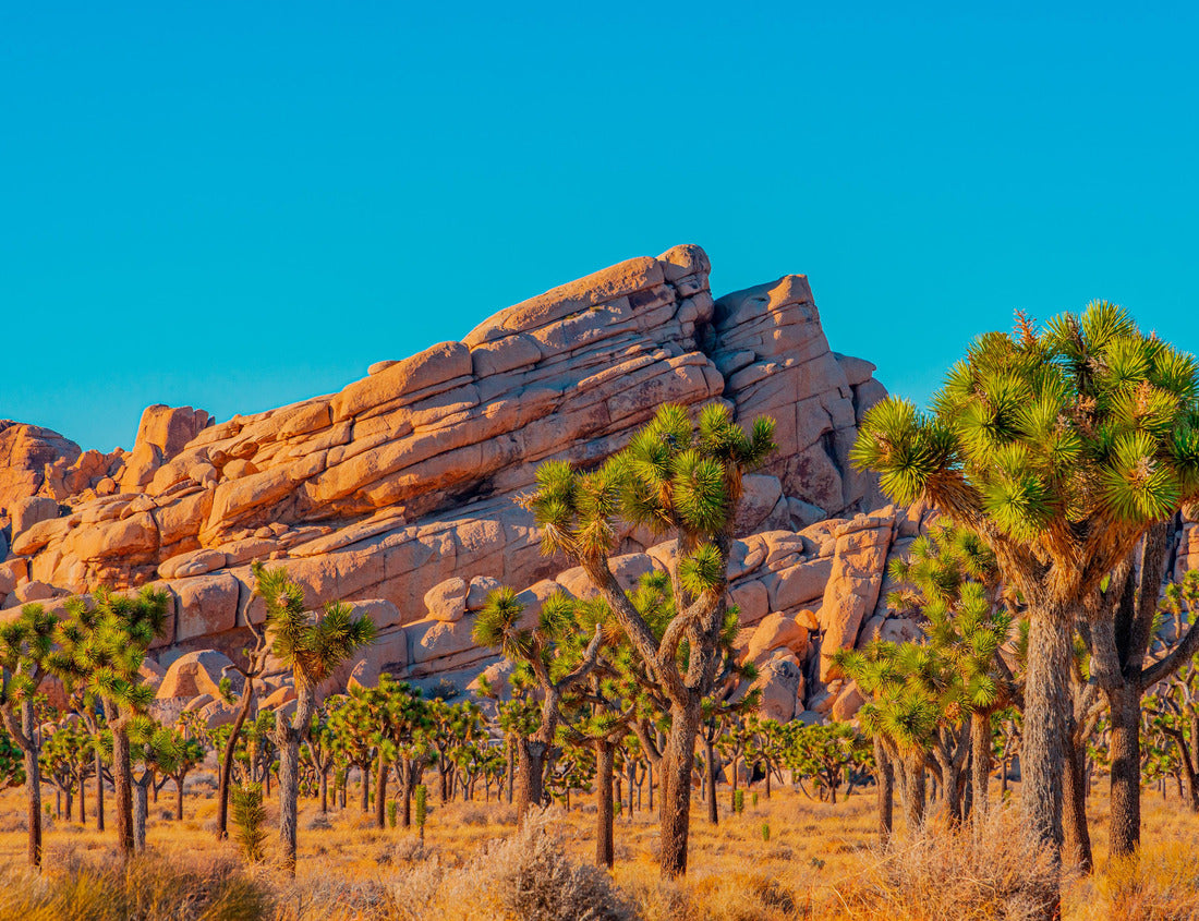 Noah Jigsaw Puzzle A grove of Joshua Trees fill a desert meadow in front of dramatic layered rocks in Joshua Tree National Park 1000 Pieces