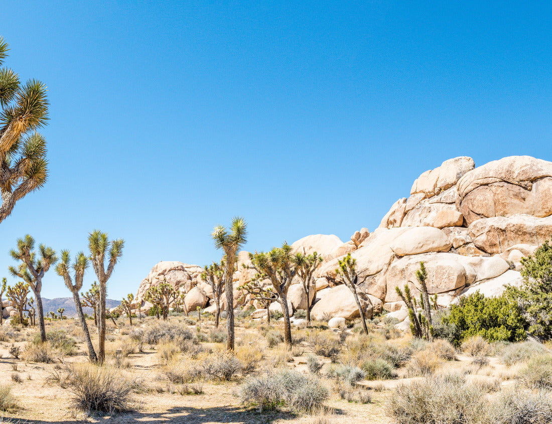 Noah Jigsaw Puzzle Joshua trees (Yucca brevifolia) in Hall of Horrors area of Joshua Tree National Park, California 1000 Pieces