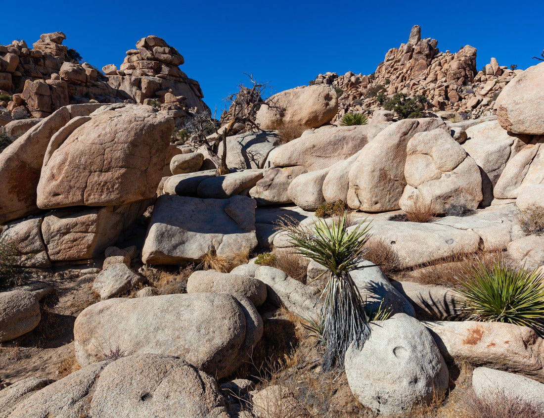 Noah Jigsaw Puzzle Joshua Tree Landscape, Yucca Brevifolia Mojave Desert Joshua Tree National Park California 1000 Pieces