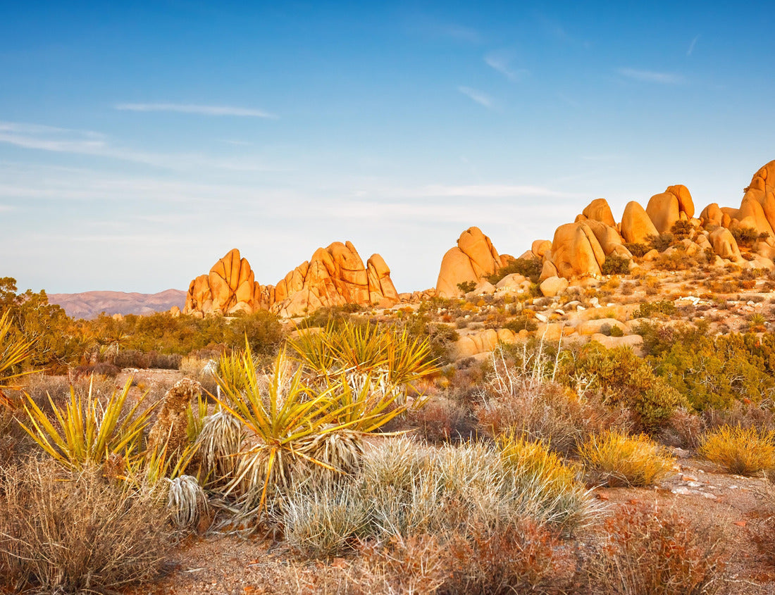 Noah Jigsaw Puzzle Joshua Tree National Park at sunset 1000 Pieces