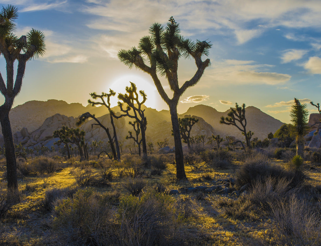 Noah Jigsaw Puzzle Joshua Tree National Park 1000 Pieces