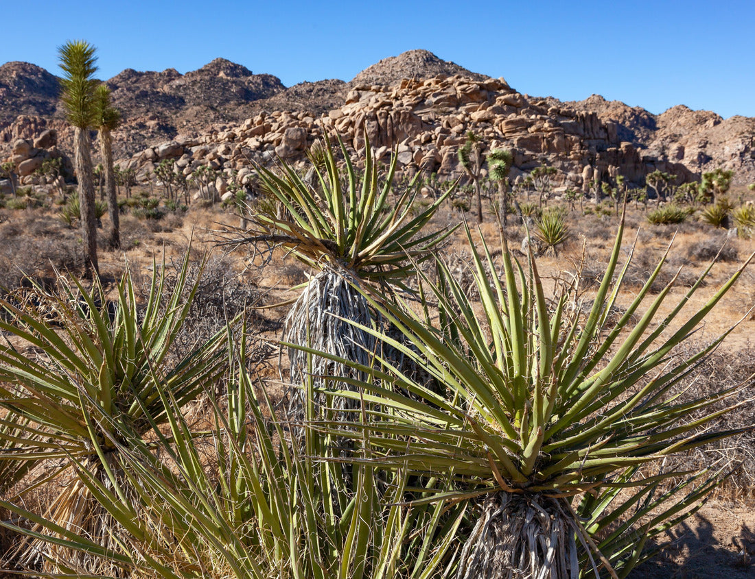 Noah Jigsaw Puzzle Branches Joshua Tree Yucca Brevifolia Mojave Desert Joshua Tree National Park California 1000 Pieces