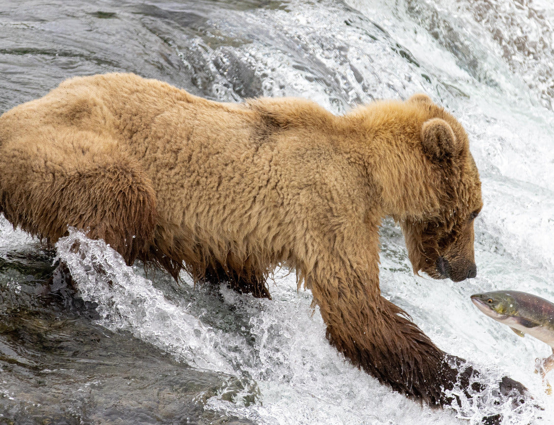 Noah Jigsaw Puzzle A grizzly bear fishing for salmon at Brooks Falls, Katmai National Park and Preserve, Alaska on July 21, 2023. Each summer bears gather in Katmai National Park to feed on the abundance of salmon 1000 Pieces