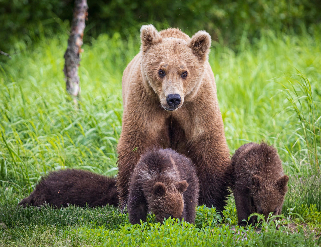 Noah Jigsaw Puzzle Wild coastal brown bear cub in Katmai National Park (Alaska) 1000 Pieces