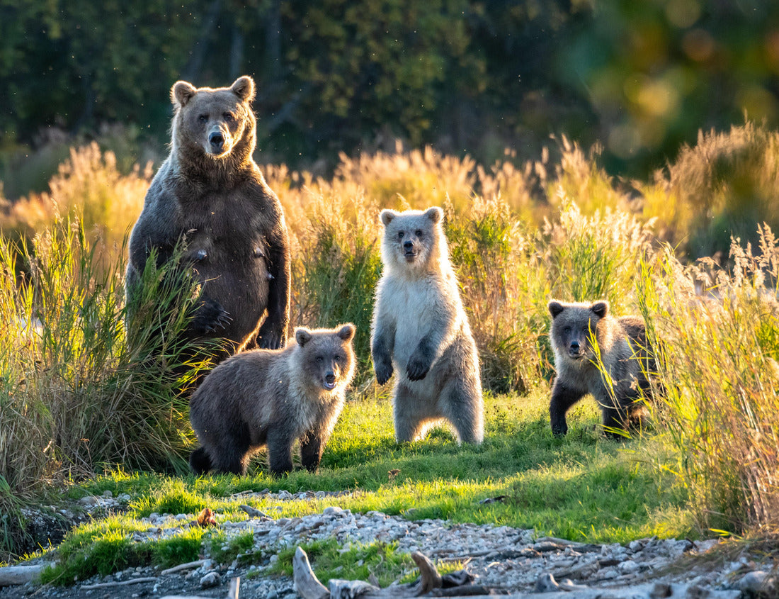 Noah Jigsaw Puzzle Brown bear family next to the Brooks River, fall landscape, Katmai National Park, Alaska 1000 Pieces
