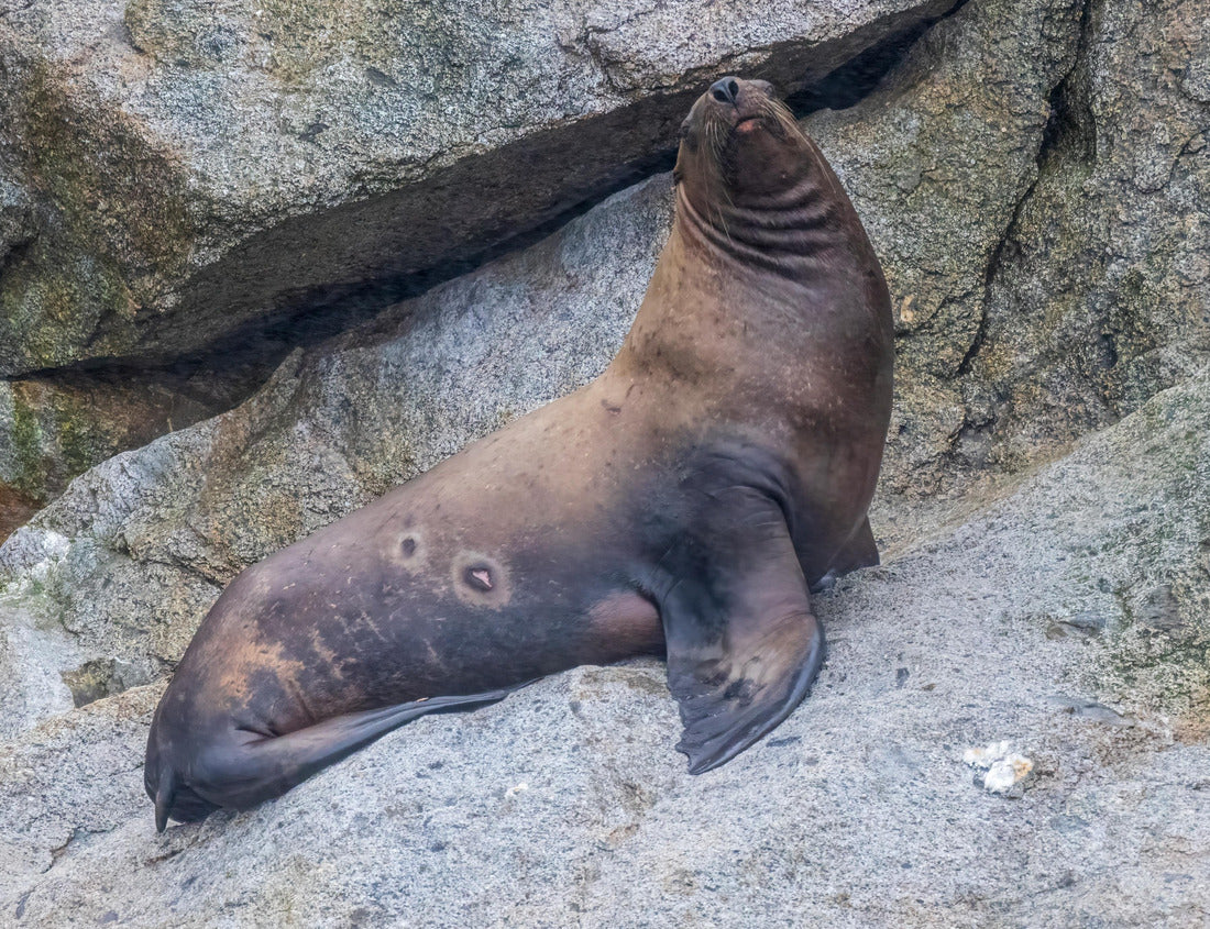 Wild sea lions in Kenai Fjords National Park in Alaska 1000pc Puzzle