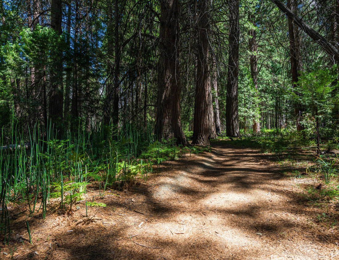 Noah Jigsaw Puzzle A trailhead in forest of Zumwalt Meadows in the Kings Canyon national park 1000 Pieces