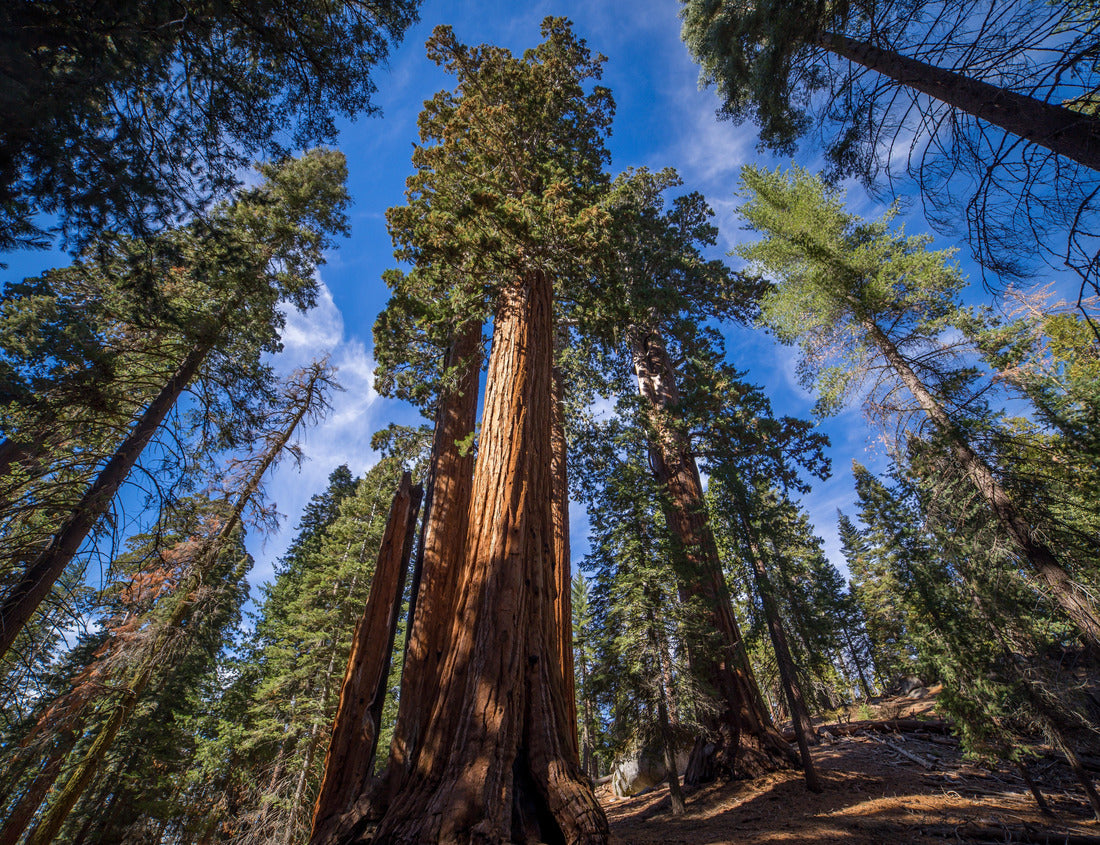 Noah Jigsaw Puzzle Giant Sequoias | Kings Canyon National Park, California, USA 1000 Pieces