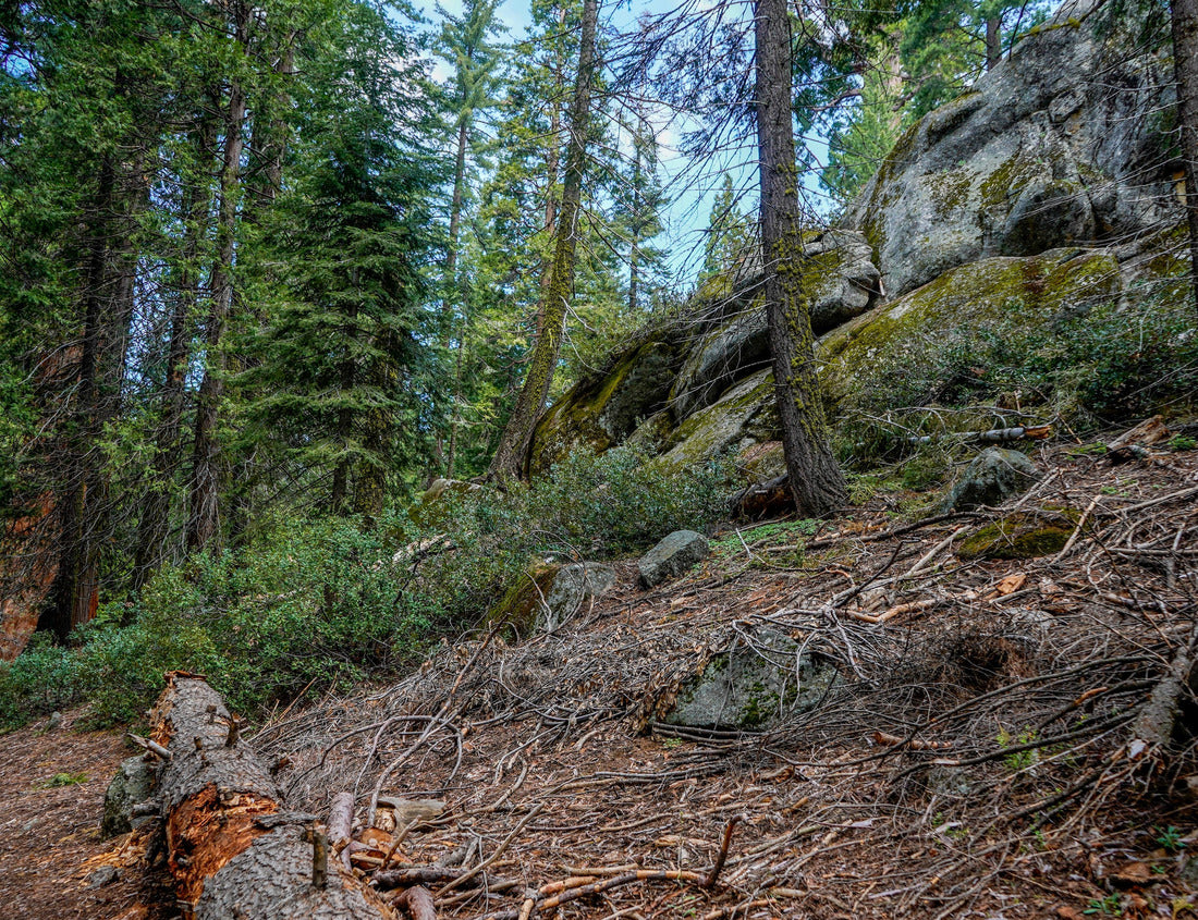 Noah Jigsaw Puzzle Kings Canyon National Park, California, USA 1000 Pieces