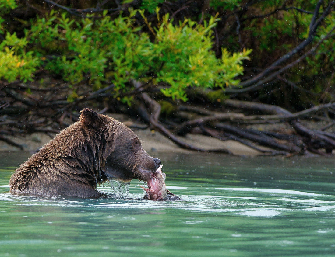 Noah Jigsaw Puzzle A closeup of the Alaskan Brown Bear (Ursus horribilis) in Lake Clark National Park Alaska eating a fish in a lake 1000 Pieces