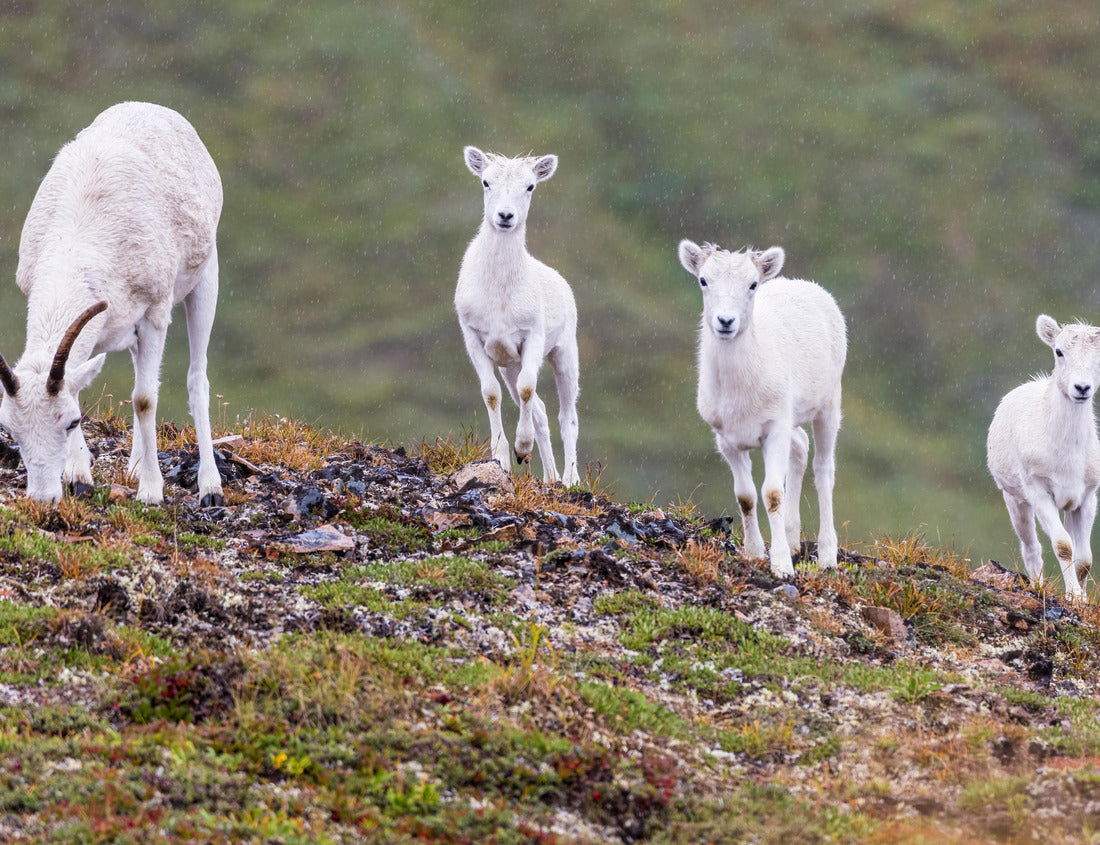 Noah Jigsaw Puzzle Wild mountain goats grazing for food on the side of a mountain in Lake Clark National Park in Alaska 1000 Pieces