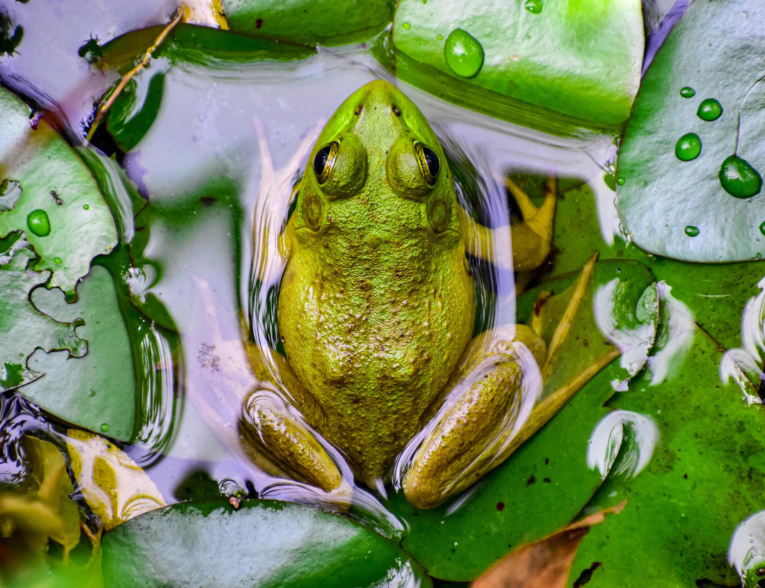Noah Jigsaw Puzzle Frog near Mammoth Cave National Park 1000 Pieces