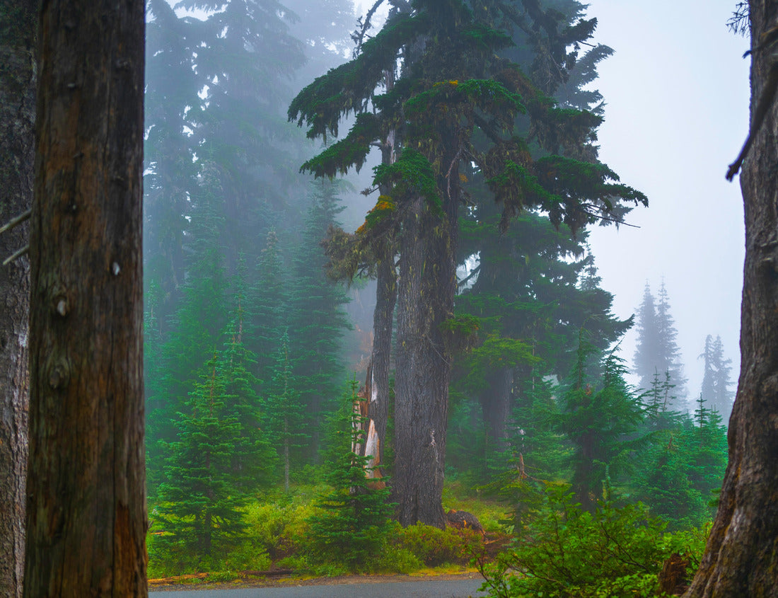 Noah Jigsaw Puzzle Mount Rainier National Park Hiking Trail Landscape, Old pine trees in foggy forest, southeast of Seattle, Washington, USA 1000 Pieces