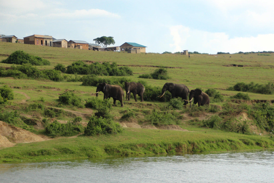 elephants at the nile in Uganda 2000pc Puzzle