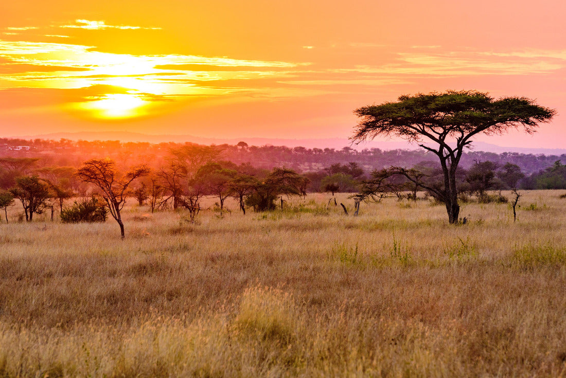 Sunset in the African savannah with acacia trees, safari in Serengeti, Tanzania 2000pc Puzzle