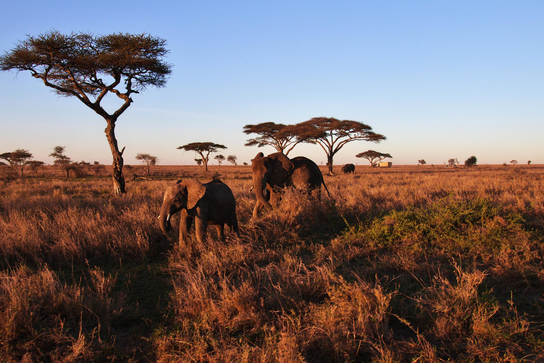 Noah Jigsaw Puzzle Elephant on savanna in Kenia and Tanzania, Africa 2000 pieces