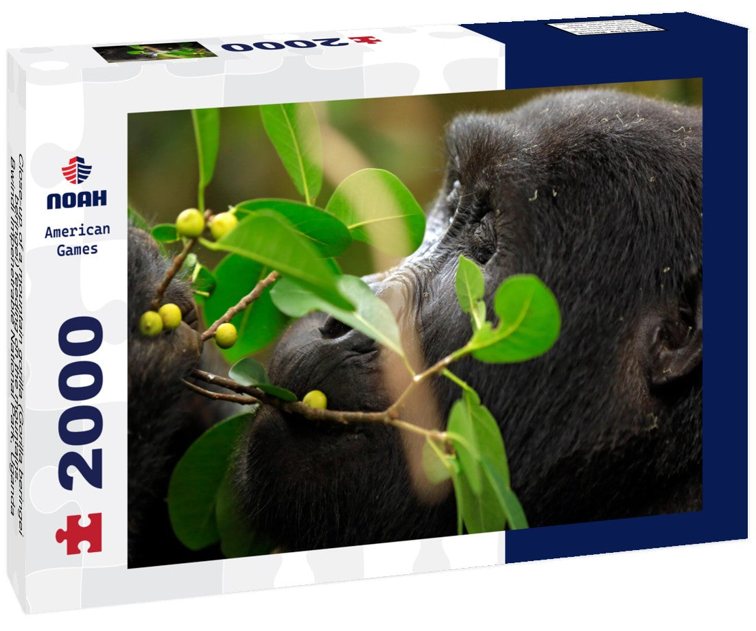 Close-up of a mountain gorilla (Gorilla beringei beringei) feeding on the mountains. Bwindi Impenetrable National Park, Uganda 2000pc Puzzle