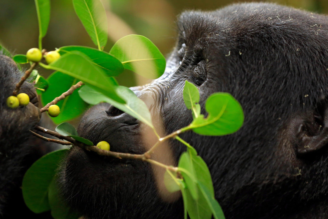 Close-up of a mountain gorilla (Gorilla beringei beringei) feeding on the mountains. Bwindi Impenetrable National Park, Uganda 2000pc Puzzle