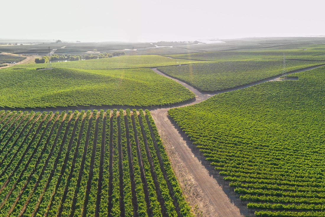 Vineyards scenics in Yolo county, Northern California 2000pc Puzzle