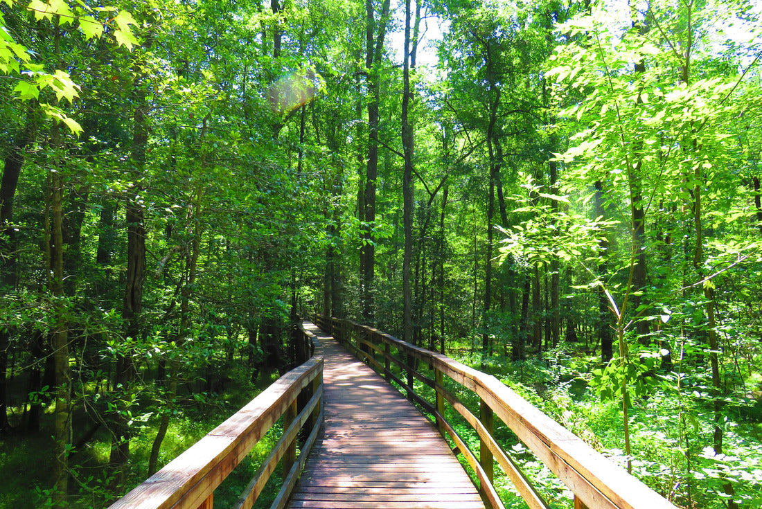 Noah Jigsaw Puzzle Boardwalk in Congaree National Park 2000 pieces