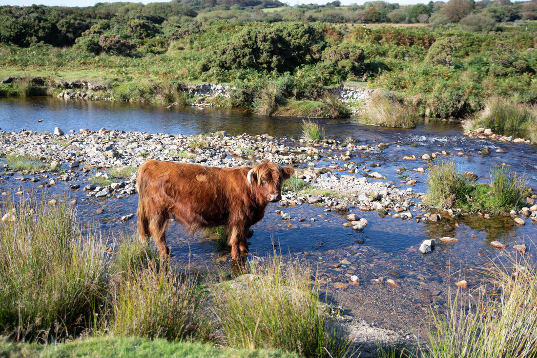 Buffalo in the River at Cadover bridge, Devon, England on a summers day 2000pc Puzzle