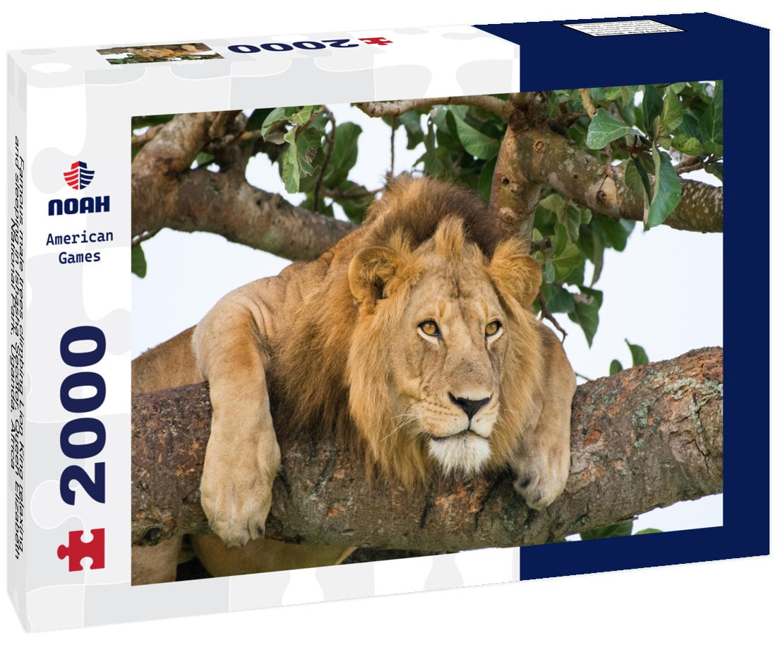 Famous male trees climbing Lion King relaxing and sleeping in Ishasha Secotor, Queen Elizabeth National Park, Uganda, Africa 2000pc Puzzle