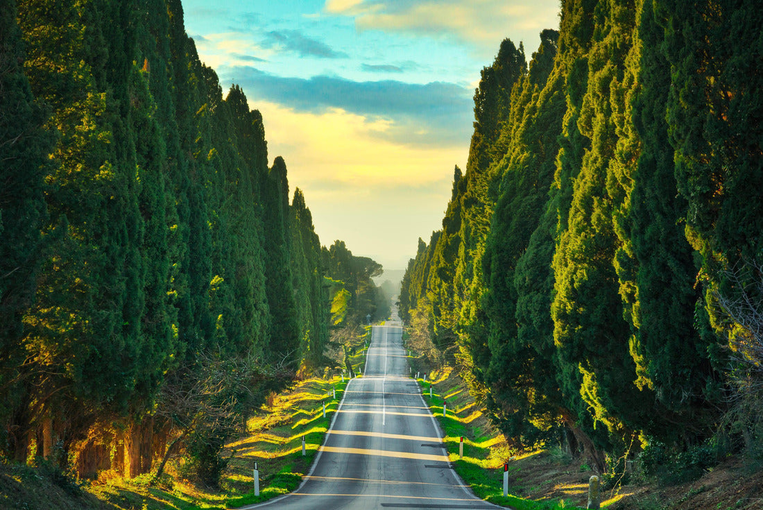 Bolgheri famous cypress trees straight ahead boulevard landscape. Maremma emblem, Tuscany, Italy 2000pc Puzzle