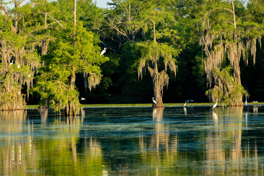 Lake Martin Swamp and white Egrets in spring near Breaux Bridge, Louisiana 2000pc Puzzle