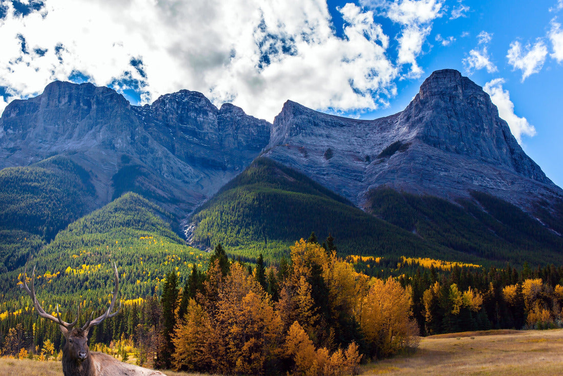 Red deer resting in a picturesque meadow. The town of Canmore is surrounded by the Rocky Mountains 2000pc Puzzle